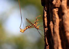 馬尾蜂 馬尾蜂