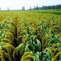 華油雜12號 華油雜12號