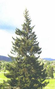 西伯利亞雲杉