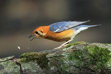 橙頭地鶇海南亞種