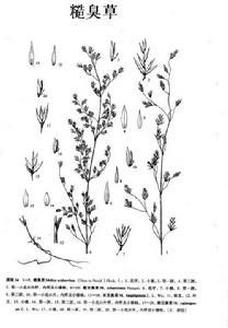 糙臭草 糙臭草