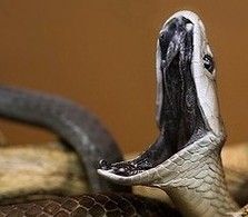 樹眼鏡蛇 樹眼鏡蛇