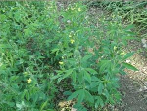 睫毛婆婆納 睫毛婆婆納