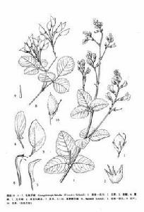 毛杭子梢 毛杭子梢