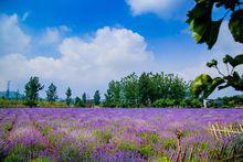 棗莊市中區[山東省棗莊市市中區]