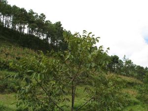 雞籠河村 雞籠河村