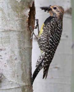 威氏吸汁啄木鳥 威氏吸汁啄木鳥