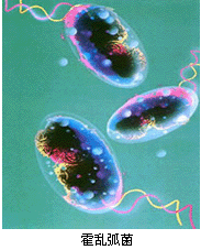 （圖）非01霍亂弧菌腸炎