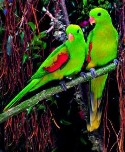 帝汶紅翅鸚鵡