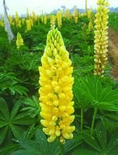 黃羽扇豆 黃羽扇豆