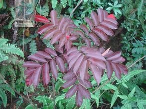 野漆 (原變種) 野漆 (原變種)