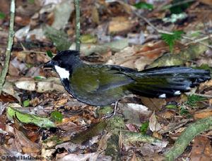 綠嘯冠鶇 綠嘯冠鶇
