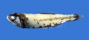 呂氏眶燈魚 呂氏眶燈魚