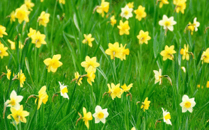 中國水仙花 中國水仙花
