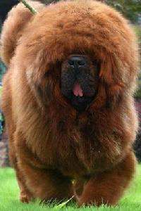 獒[狗的一個種類]