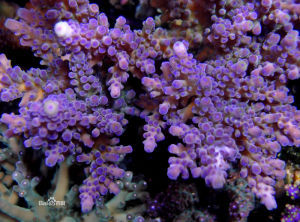 奧斯特拉鹿角珊瑚