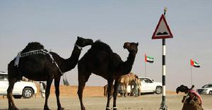 2月2日，在阿拉伯聯合酋長國首都阿布達比附近的沙漠，一名男子和他的駱駝參加“扎法爾”駱駝節。