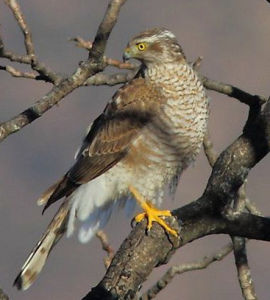 雀鷹亞洲亞種 雀鷹亞洲亞種