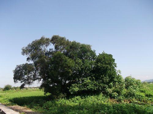 廣東普寧東街道上塘歸湖村