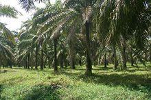 棕櫚產業-非洲區