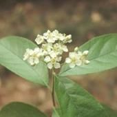 橢圓葉石楠 橢圓葉石楠