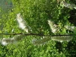 中國黃花柳(原變種) 中國黃花柳(原變種)