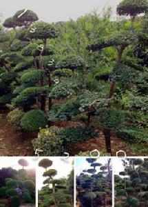 小葉女貞造型樹