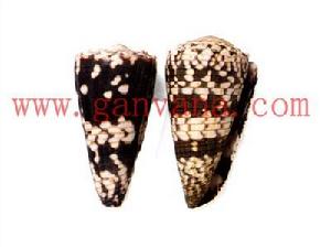 帶斑芋螺 帶斑芋螺