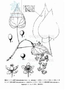 毛葉山桐子（變種）