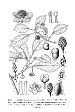 興山五味子 興山五味子