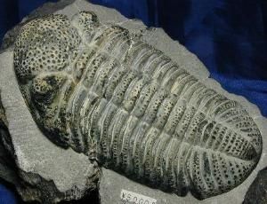 鏡眼蟲亞目 鏡眼蟲亞目