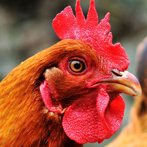 海紅黃雞