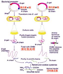 單組分豬胰島素