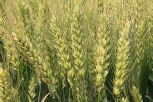 旱9710號 旱9710號