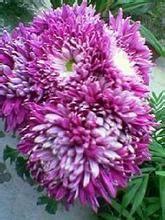 全葉紫菊