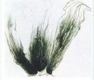 軟絲藻