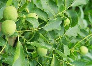 雞蛋皮核桃 雞蛋皮核桃