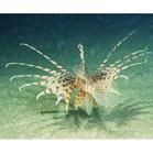 長胸鰭短吻獅子魚