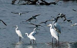 三亞河鳥類自然保護區