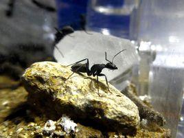 日本弓背蟻 日本弓背蟻