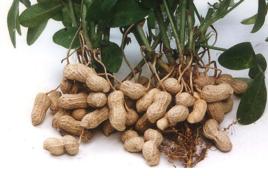 鄭農花7號 鄭農花7號