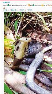 公園放生毒蛇 公園放生毒蛇