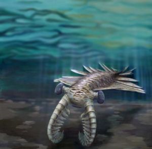 寒武紀海洋生態系統中最頂級的捕食者“奇蝦”