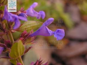 垂花青蘭 垂花青蘭