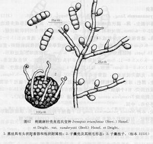 刺蒴麻針殼炱范氏變種