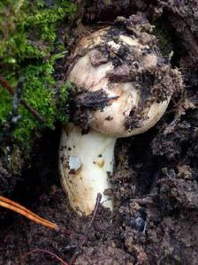 密祉松茸 密祉松茸