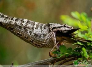 （圖）蛇島蝮蒙