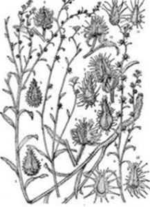 異刺鶴虱 異刺鶴虱