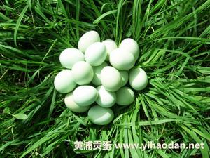 黑羽烏骨雞蛋 黑羽烏骨雞蛋