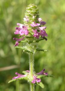 馬先蒿屬 馬先蒿屬
